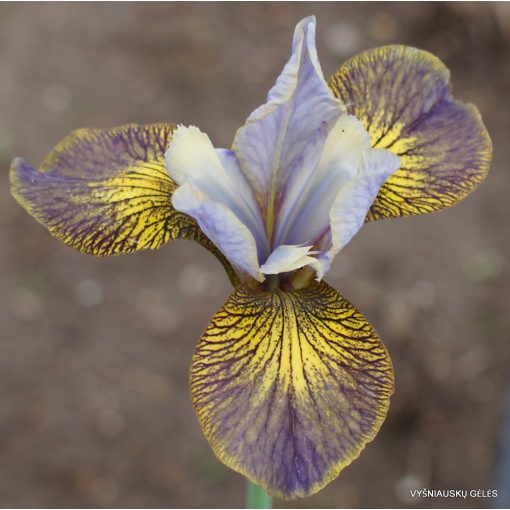 Iris siberica Huntress - Szibériai írisz