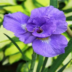 Iris siberica Rambunctious - Szibériai írisz