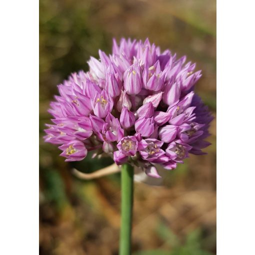 Allium rubellum - Díszhagyma