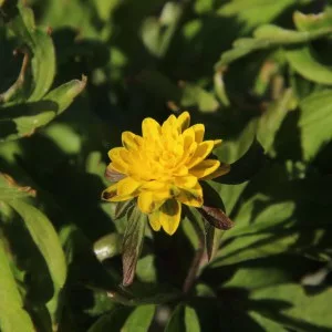   Anemone ranunculoides Pleniflora - Bogláros szellőrózsa (I.)