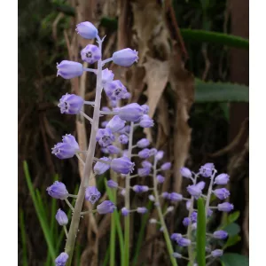 Muscari parviflorum - Fürtös gyöngyike