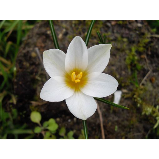 Crocus malyi - Krókusz