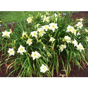 Hemerocallis Joan Senior - Sásliliom