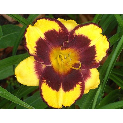 Hemerocallis Pumpkin Burst - Sásliliom