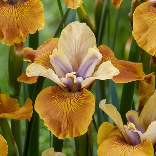 Iris siberica Colonel Mustard - Szibériai írisz