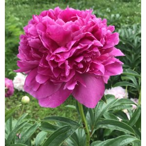 Paeonia Glory Halleluja - Bazsarózsa