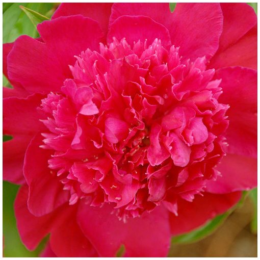 Paeonia Ruth Clay - Bazsarózsa