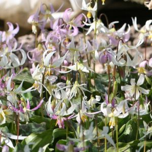 Erythronium californicum x revolutum MIX - Kakasmandikó