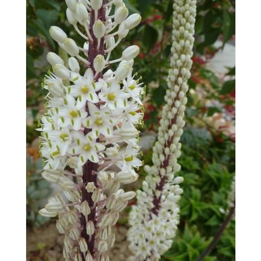 Urginea maritima