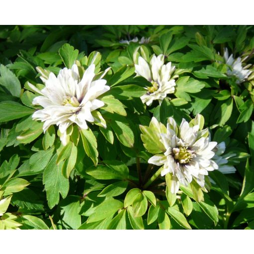 Anemone nemorosa Bracteata Plena - Berki szellőrózsa