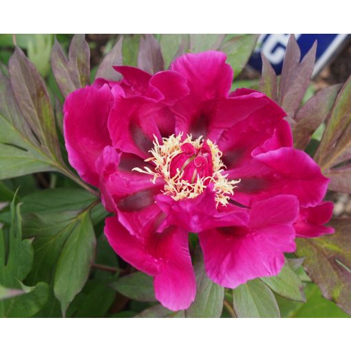 Paeonia itoh Purple Sensation - Félfás bazsarózsa (2/3)