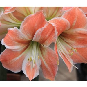 Hippeastrum Apricot Parfait (28/+) - Amarillisz