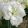 Hippeastrum Polar Belle - Amarillisz