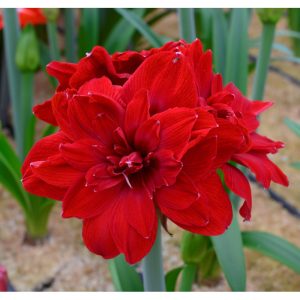 Hippeastrum Scarlet Belle - Amarillisz