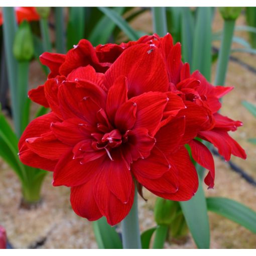 Hippeastrum Scarlet Belle - Amarillisz