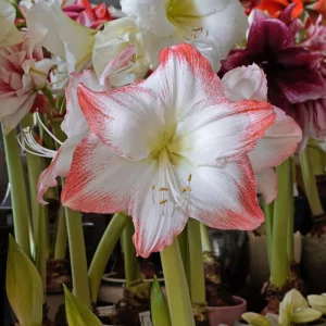 Hippeastrum Sofia - Amarillisz