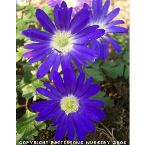 Anemone blanda Ingramii - Csinos szellőrózsa