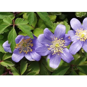 Anemone nemorosa Marts Blue - Berki szellőrózsa