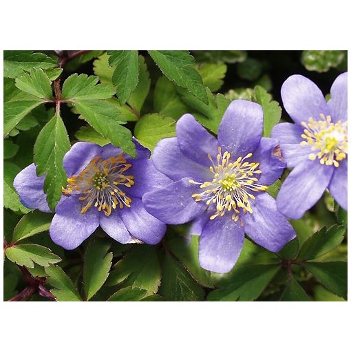 Anemone nemorosa Marts Blue - Berki szellőrózsa