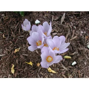 Crocus kotschyanus Reliance - Őszi krókusz