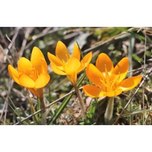 Crocus olivieri subsp. olivieri - Krókusz