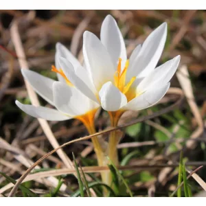 Crocus pestalozzae - Krókusz