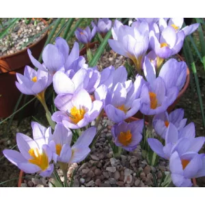 Crocus rujanensis - Krókusz