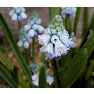 Muscari coeleste - Fürtös gyöngyike