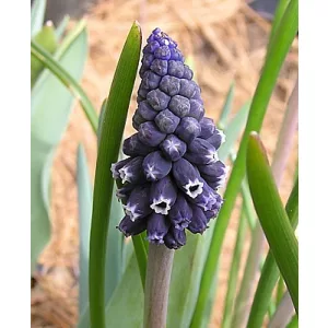 Muscari leucostomum - Fürtös gyöngyike