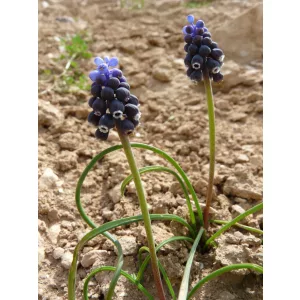 Muscari pulchellum subsp. pulchellum - Fürtös gyöngyike