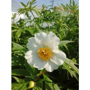 Paeonia emodi Late Windflower - Bazsarózsa