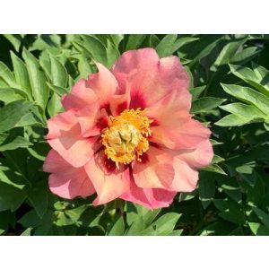 Paeonia itoh Old Rose Dandy - Félfás bazsarózsa