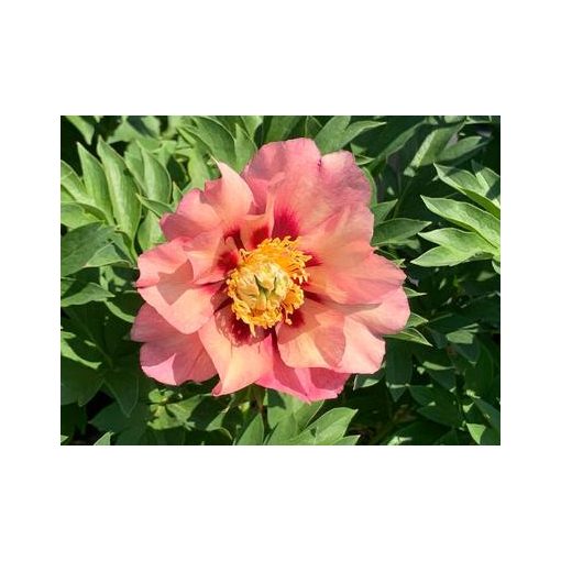 Paeonia itoh Old Rose Dandy - Félfás bazsarózsa