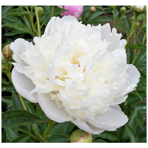 Paeonia Solfatare - Bazsarózsa