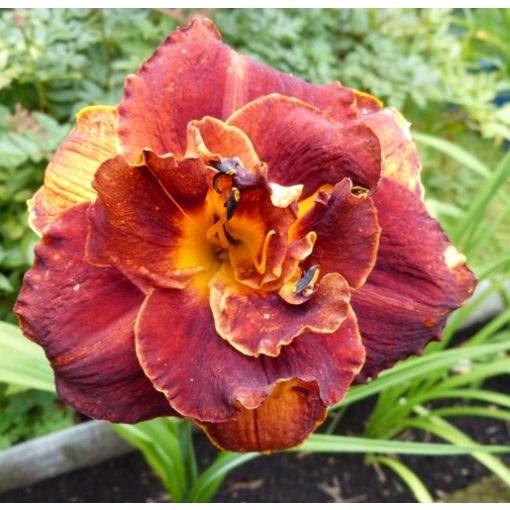 Hemerocallis Cappuccino - Sásliliom