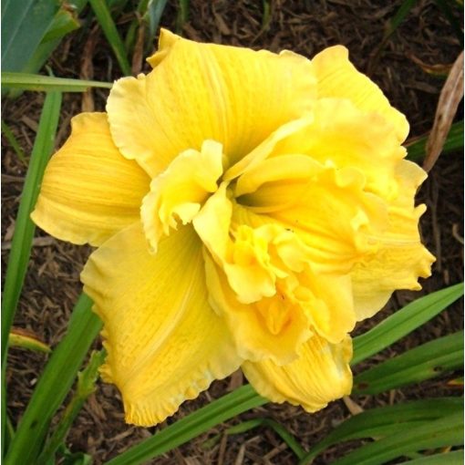 Hemerocallis Longfields Maxim - Sásliliom