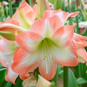 Hippeastrum Shine Dream - Amarillisz