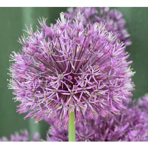 Allium jesdianum Shing - Díszhagyma