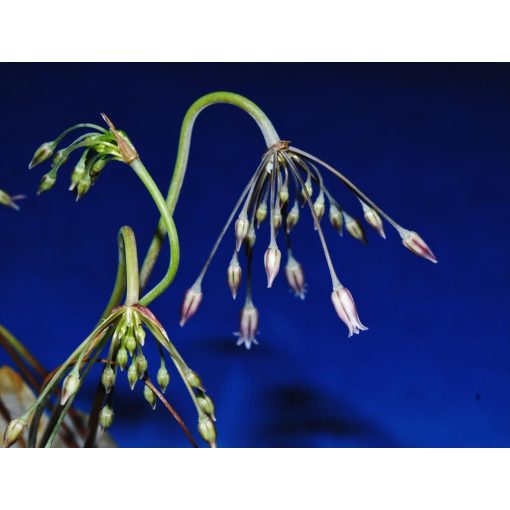 Allium maniaticum - Díszhagyma