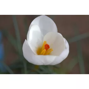 Crocus niveus - Őszi krókusz