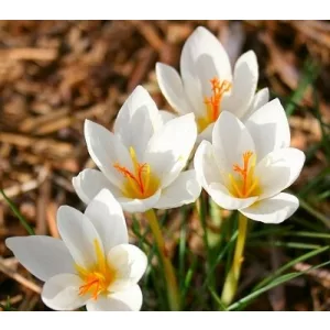 Crocus niveus Late Form - Őszi krókusz