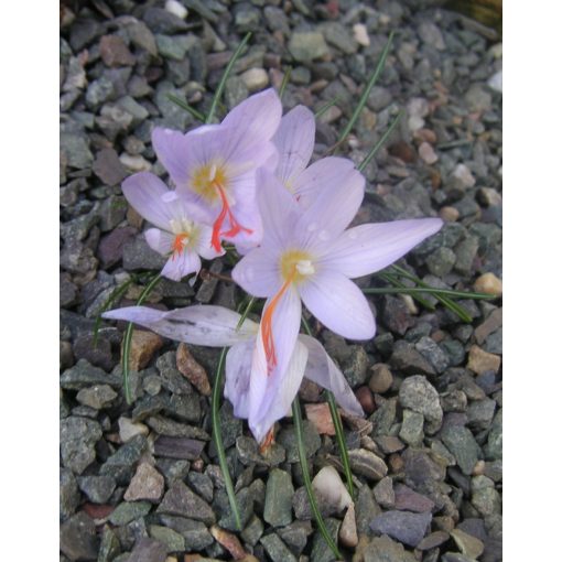 Crocus tournefortii - Őszi krókusz