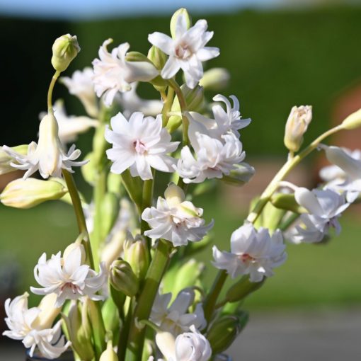 Hyacinthus Gloria Mundi - Jácint