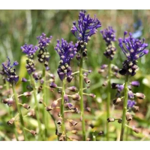 Muscari pinardii - Fürtös gyöngyike