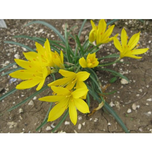 Sternbergia greuteriana - Őszi vetővirág