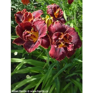 Hemerocallis Night Embers - Sásliliom