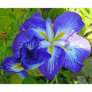 Iris ensata Gusto - Japán nőszirom