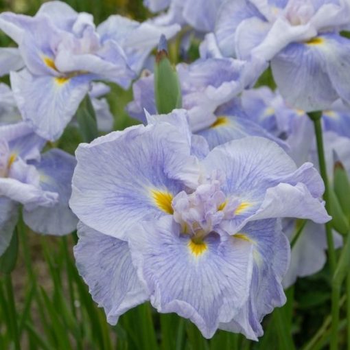 Iris ensata Ice Cream - Japán nőszirom