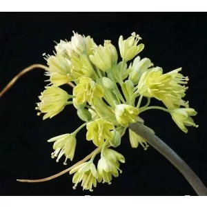 Allium luteolum - Díszhagyma