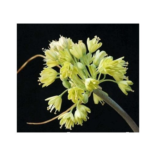 Allium luteolum - Díszhagyma